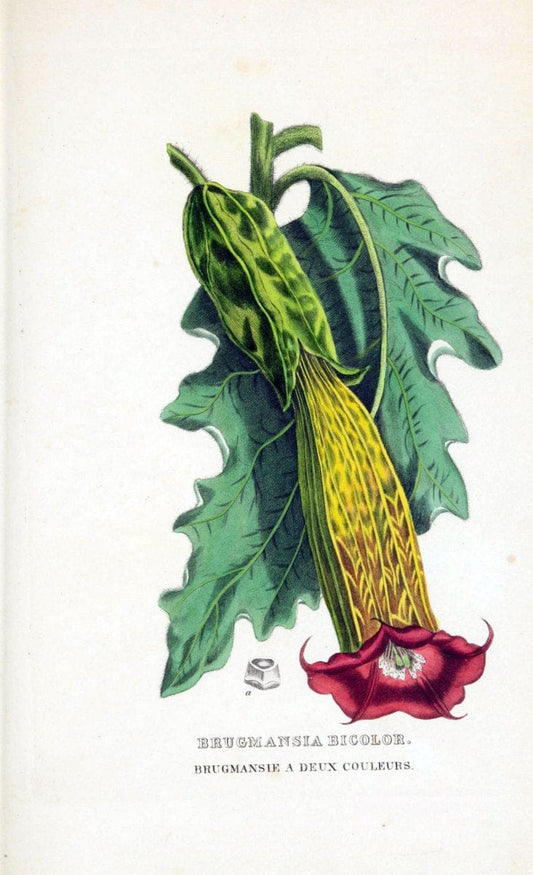 Dictionnaire classique des sciences naturelles :.Brussels :Meline, Cans et Ce.,1853.  | Dictionaries "Natural history" "Cornell University Library" | Vintage Print Reproduction 469275