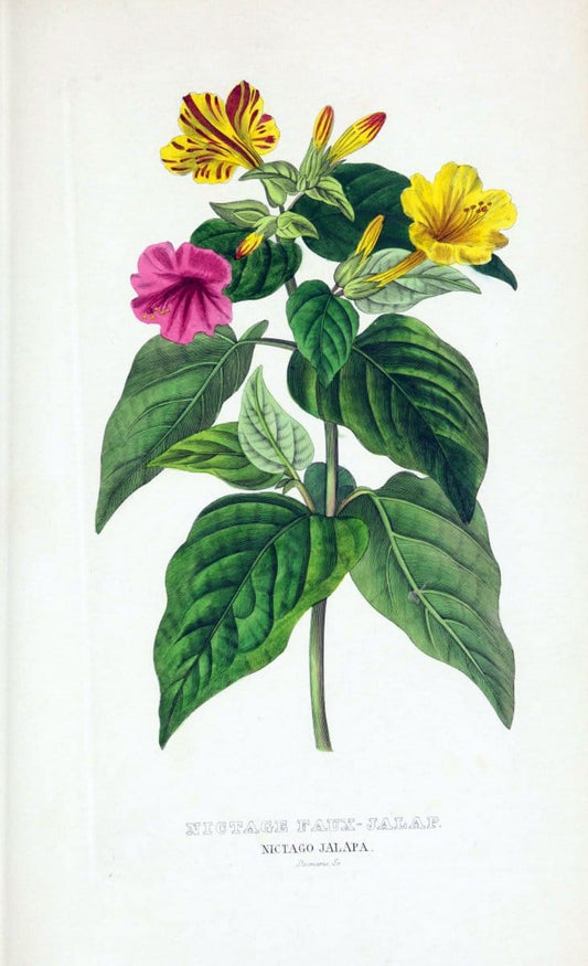 Dictionnaire classique des sciences naturelles :.Brussels :Meline, Cans et Ce.,1853.  | Dictionaries "Natural history" "Cornell University Library" | Vintage Print Reproduction 469279