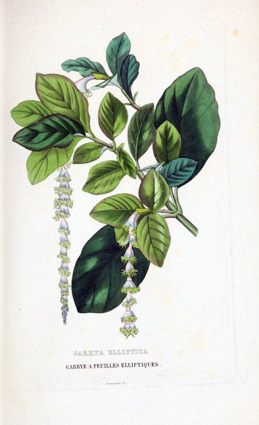 Dictionnaire classique des sciences naturelles :.Brussels :Meline, Cans et Ce.,1853.  | Dictionaries "Natural history" "Cornell University Library" | Vintage Print Reproduction 469283