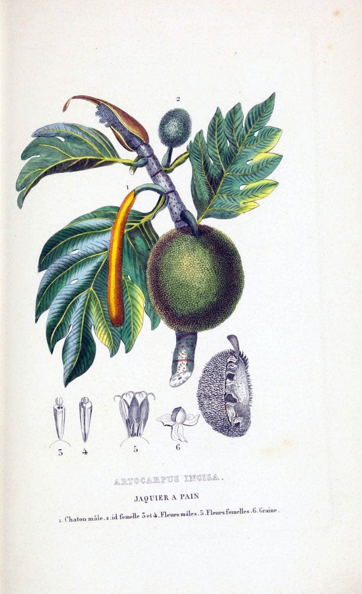Dictionnaire classique des sciences naturelles :.Brussels :Meline, Cans et Ce.,1853.  | Dictionaries "Natural history" "Cornell University Library" | Vintage Print Reproduction 469284