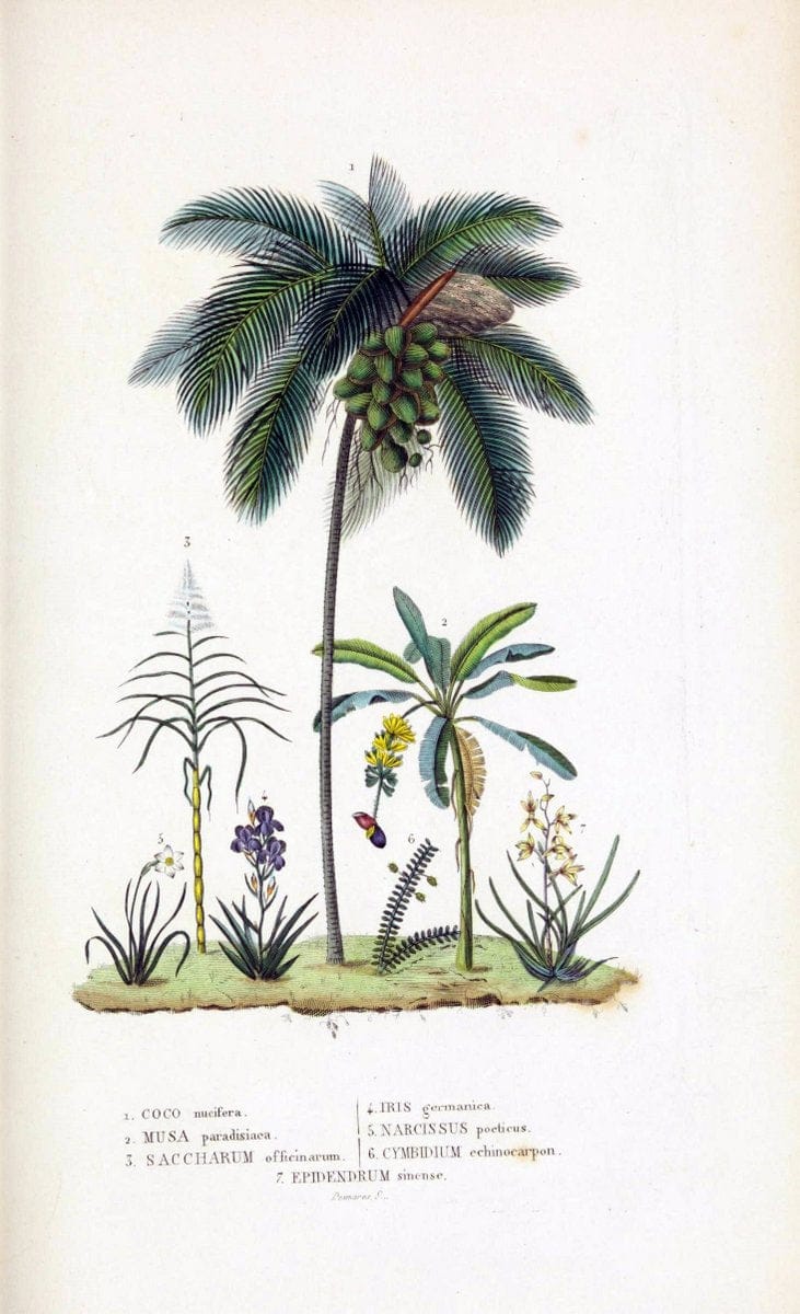 Dictionnaire classique des sciences naturelles :.Brussels :Meline, Cans et Ce.,1853.  | Dictionaries "Natural history" "Cornell University Library" | Vintage Print Reproduction 469285