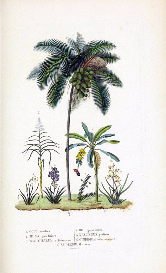 Dictionnaire classique des sciences naturelles :.Brussels :Meline, Cans et Ce.,1853.  | Dictionaries "Natural history" "Cornell University Library" | Vintage Print Reproduction 469285