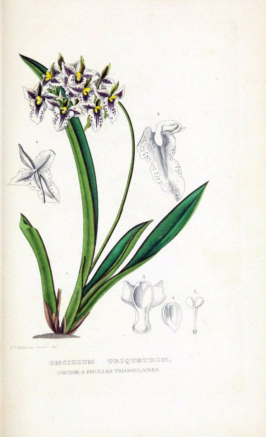 Dictionnaire classique des sciences naturelles :.Brussels :Meline, Cans et Ce.,1853.  | Dictionaries "Natural history" "Cornell University Library" | Vintage Print Reproduction 469287