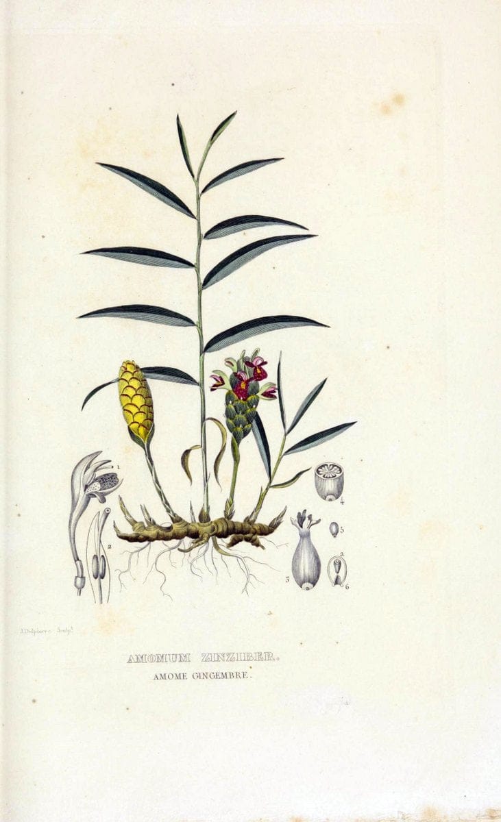 Dictionnaire classique des sciences naturelles :.Brussels :Meline, Cans et Ce.,1853.  | Dictionaries "Natural history" "Cornell University Library" | Vintage Print Reproduction 469288