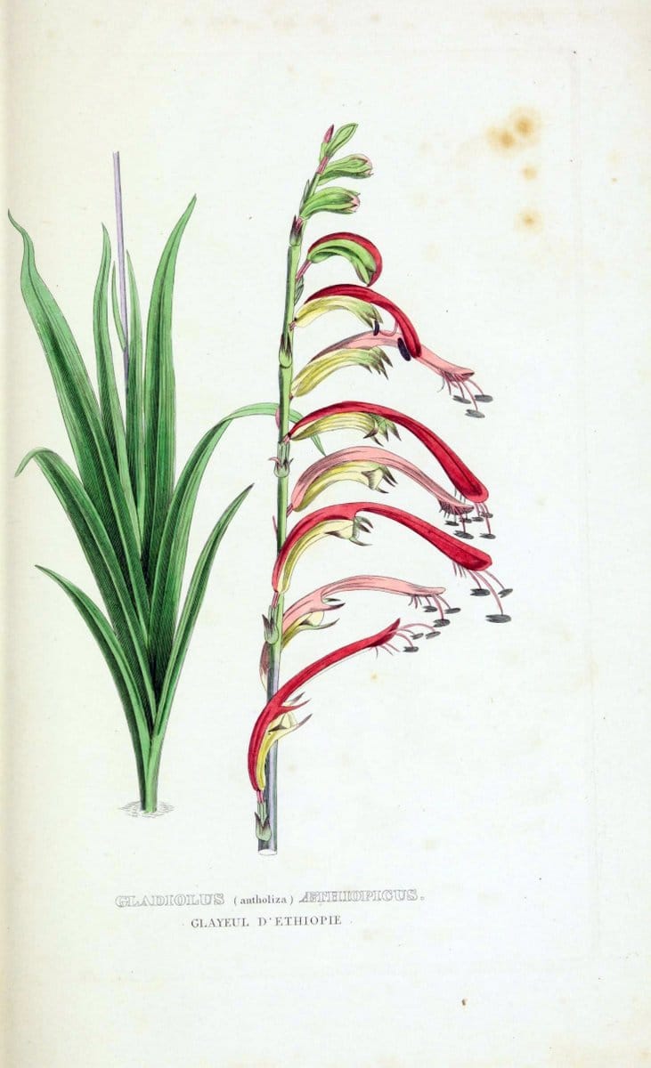 Dictionnaire classique des sciences naturelles :.Brussels :Meline, Cans et Ce.,1853.  | Dictionaries "Natural history" "Cornell University Library" | Vintage Print Reproduction 469289