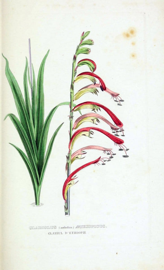 Dictionnaire classique des sciences naturelles :.Brussels :Meline, Cans et Ce.,1853.  | Dictionaries "Natural history" "Cornell University Library" | Vintage Print Reproduction 469289