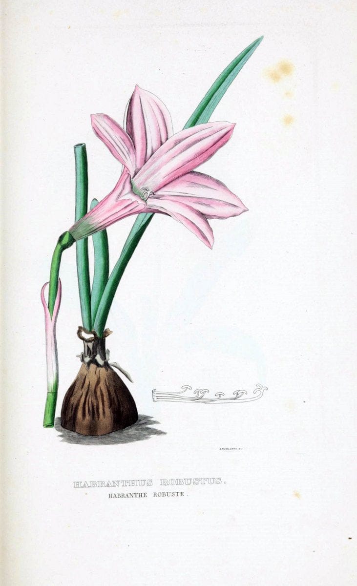 Dictionnaire classique des sciences naturelles :.Brussels :Meline, Cans et Ce.,1853.  | Dictionaries "Natural history" "Cornell University Library" | Vintage Print Reproduction 469290