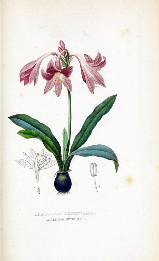 Dictionnaire classique des sciences naturelles :.Brussels :Meline, Cans et Ce.,1853.  | Dictionaries "Natural history" "Cornell University Library" | Vintage Print Reproduction 469291