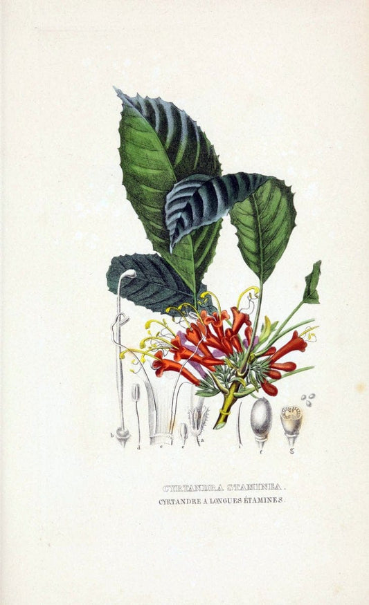 Dictionnaire classique des sciences naturelles :.Brussels :Meline, Cans et Ce.,1853.  | Dictionaries "Natural history" "Cornell University Library" | Vintage Print Reproduction 469292