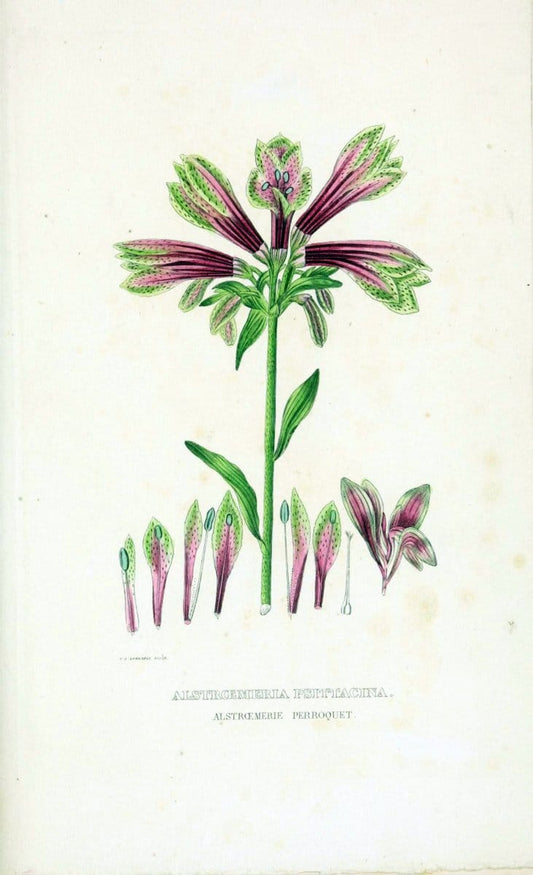 Dictionnaire classique des sciences naturelles :.Brussels :Meline, Cans et Ce.,1853.  | Dictionaries "Natural history" "Cornell University Library" | Vintage Print Reproduction 469293