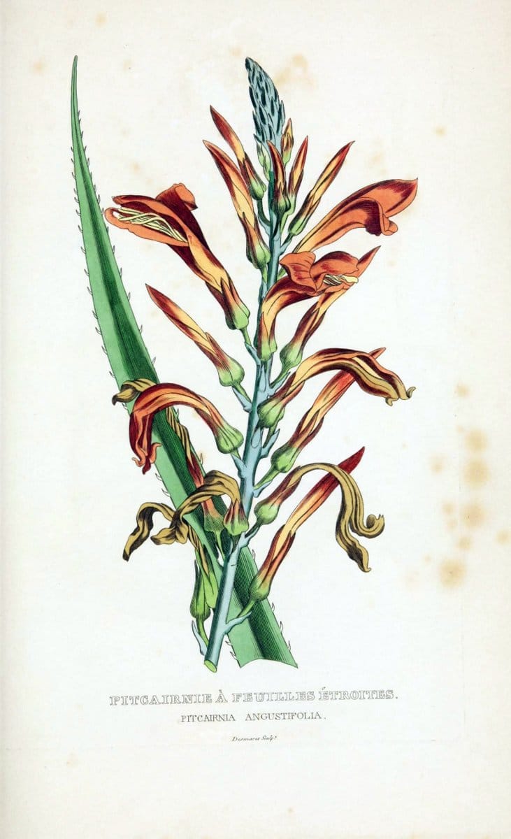 Dictionnaire classique des sciences naturelles :.Brussels :Meline, Cans et Ce.,1853.  | Dictionaries "Natural history" "Cornell University Library" | Vintage Print Reproduction 469294