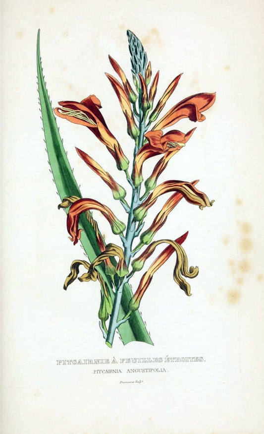 Dictionnaire classique des sciences naturelles :.Brussels :Meline, Cans et Ce.,1853.  | Dictionaries "Natural history" "Cornell University Library" | Vintage Print Reproduction 469294
