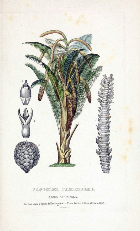 Dictionnaire classique des sciences naturelles :.Brussels :Meline, Cans et Ce.,1853.  | Dictionaries "Natural history" "Cornell University Library" | Vintage Print Reproduction 469296