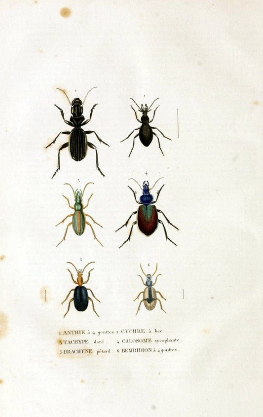 Dictionnaire classique des sciences naturelles :.Brussels :Meline, Cans et Ce.,1853.  | Dictionaries "Natural history"  | Vintage Print Reproduction 469298