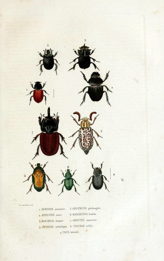Dictionnaire classique des sciences naturelles :.Brussels :Meline, Cans et Ce.,1853.  | Dictionaries "Natural history"  | Vintage Print Reproduction 469300