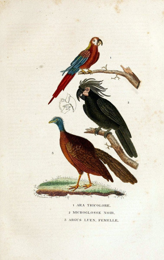 Dictionnaire classique des sciences naturelles :.Brussels :Meline, Cans et Ce.,1853.  | Dictionaries "Natural history"  | Vintage Print Reproduction 469301