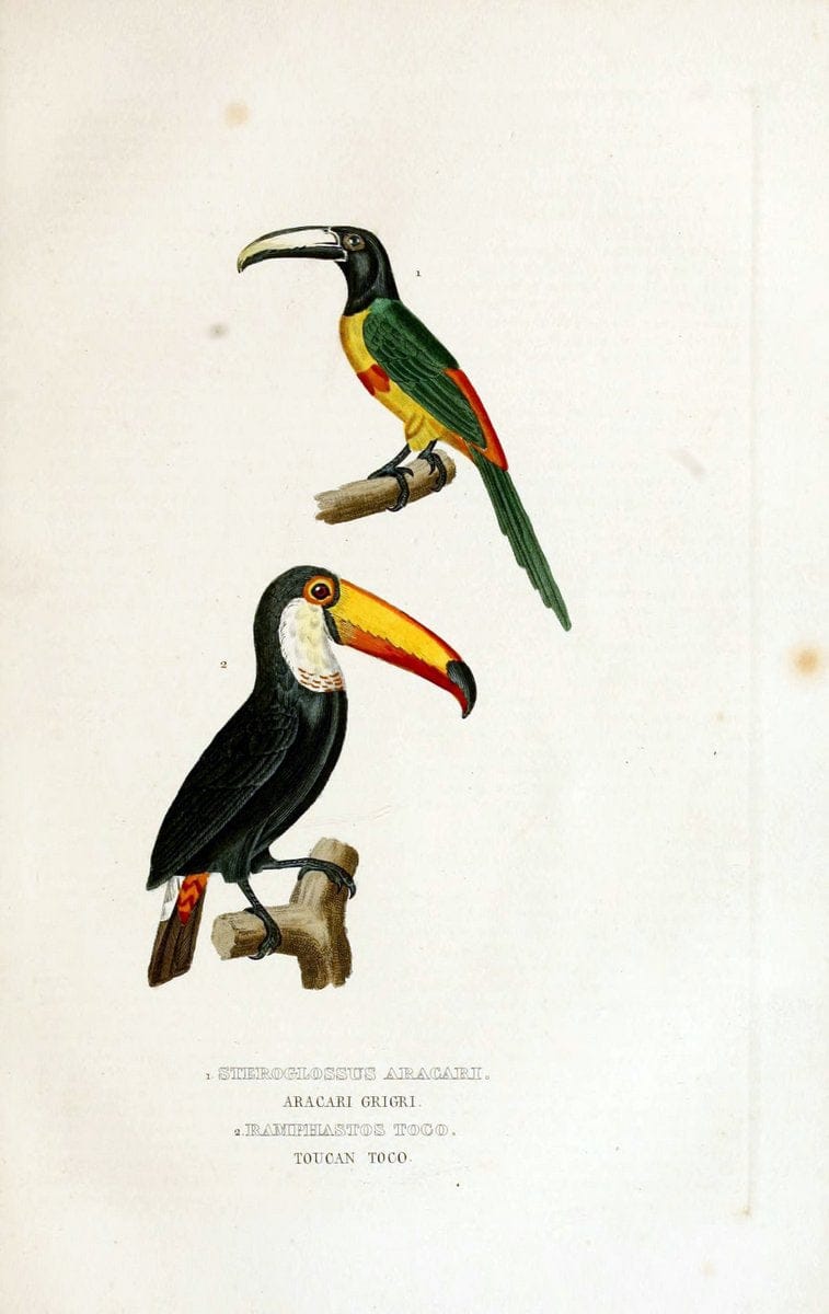 Dictionnaire classique des sciences naturelles :.Brussels :Meline, Cans et Ce.,1853.  | Dictionaries "Natural history"  | Vintage Print Reproduction 469302