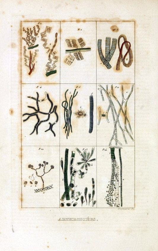 Dictionnaire classique des sciences naturelles :.Brussels :Meline, Cans et Ce.,1853.  | Dictionaries "Natural history"  | Vintage Print Reproduction 469307