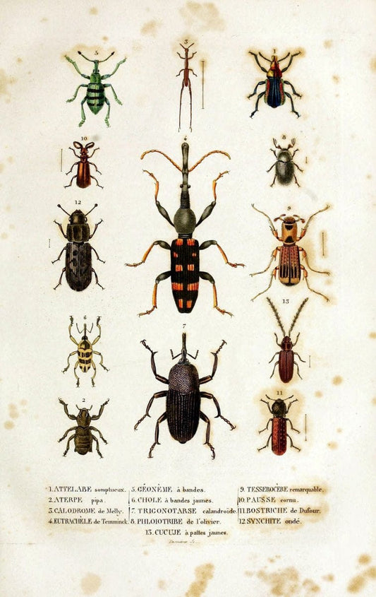 Dictionnaire classique des sciences naturelles :.Brussels :Meline, Cans et Ce.,1853.  | Dictionaries "Natural history"  | Vintage Print Reproduction 469309
