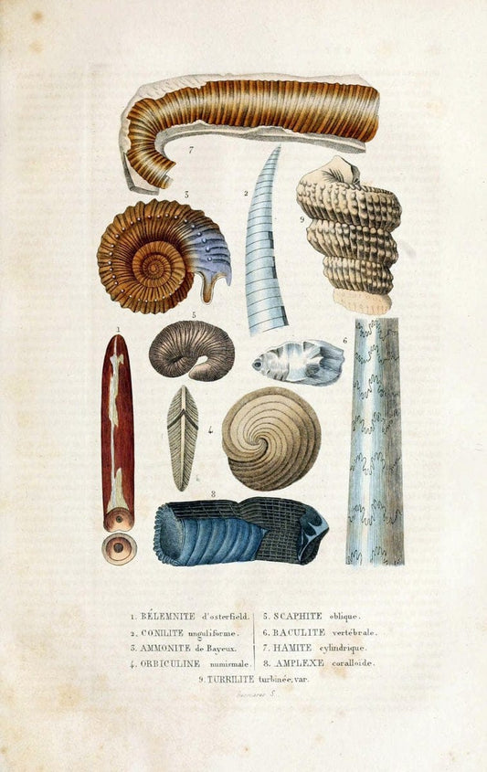 Dictionnaire classique des sciences naturelles :.Brussels :Meline, Cans et Ce.,1853.  | Dictionaries "Natural history"  | Vintage Print Reproduction 469313