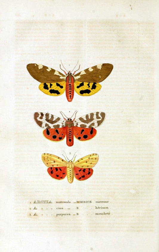 Dictionnaire classique des sciences naturelles :.Brussels :Meline, Cans et Ce.,1853.  | Dictionaries "Natural history"  | Vintage Print Reproduction 469314
