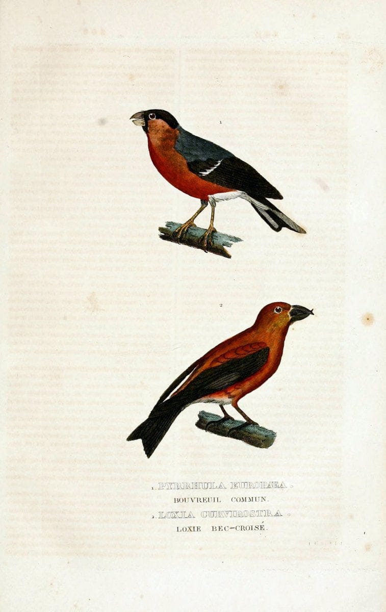Dictionnaire classique des sciences naturelles :.Brussels :Meline, Cans et Ce.,1853.  | Dictionaries "Natural history"  | Vintage Print Reproduction 469315