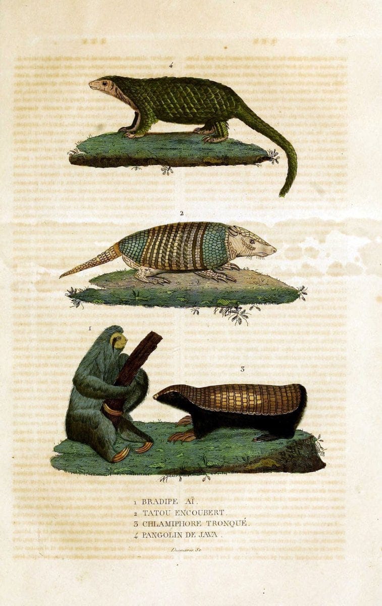 Dictionnaire classique des sciences naturelles :.Brussels :Meline, Cans et Ce.,1853.  | Dictionaries "Natural history"  | Vintage Print Reproduction 469316