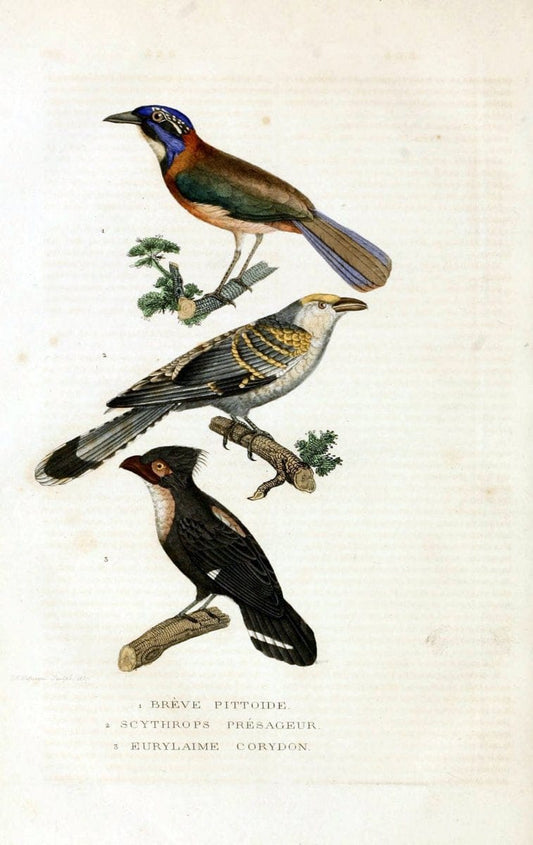 Dictionnaire classique des sciences naturelles :.Brussels :Meline, Cans et Ce.,1853.  | Dictionaries "Natural history"  | Vintage Print Reproduction 469317