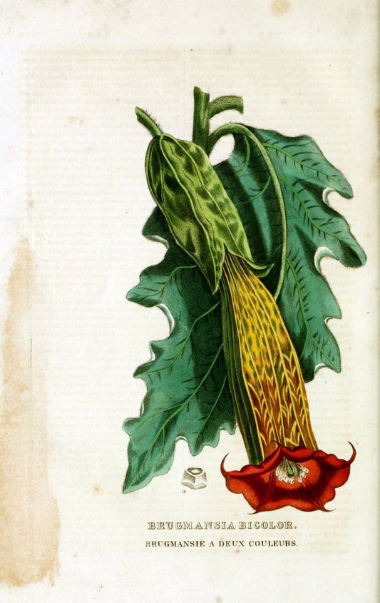 Dictionnaire classique des sciences naturelles :.Brussels :Meline, Cans et Ce.,1853.  | Dictionaries "Natural history"  | Vintage Print Reproduction 469318