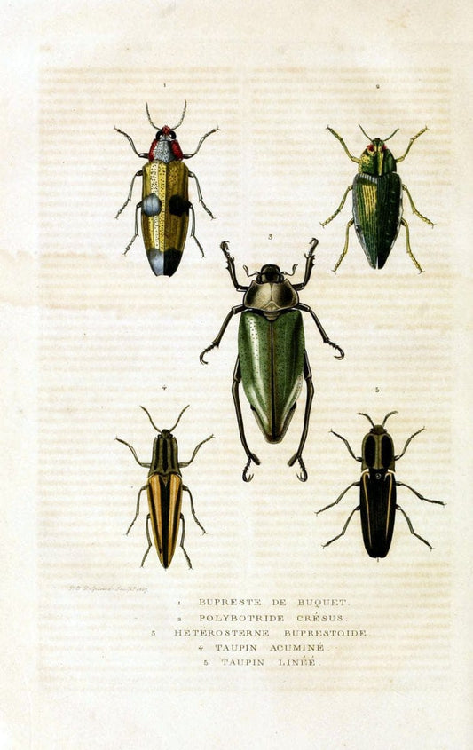 Dictionnaire classique des sciences naturelles :.Brussels :Meline, Cans et Ce.,1853.  | Dictionaries "Natural history"  | Vintage Print Reproduction 469320