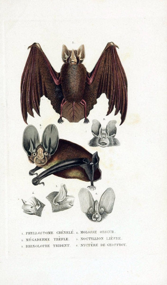Dictionnaire classique des sciences naturelles :.Brussels :Meline, Cans et Ce.,1853.. |  | Vintage Print Reproduction 469327