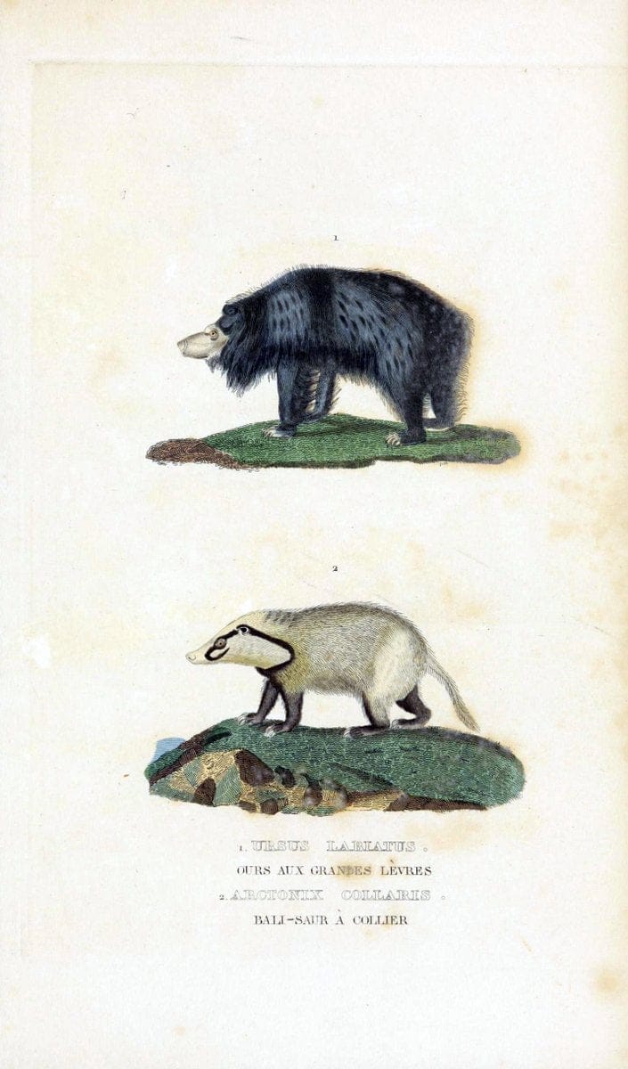 Dictionnaire classique des sciences naturelles :.Brussels :Meline, Cans et Ce.,1853.. |  | Vintage Print Reproduction 469329