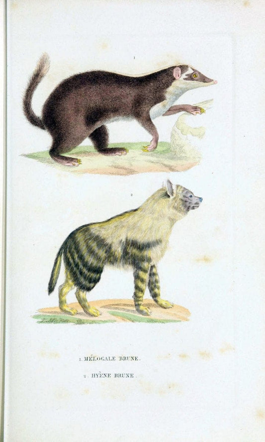 Dictionnaire classique des sciences naturelles :.Brussels :Meline, Cans et Ce.,1853.. |  | Vintage Print Reproduction 469332