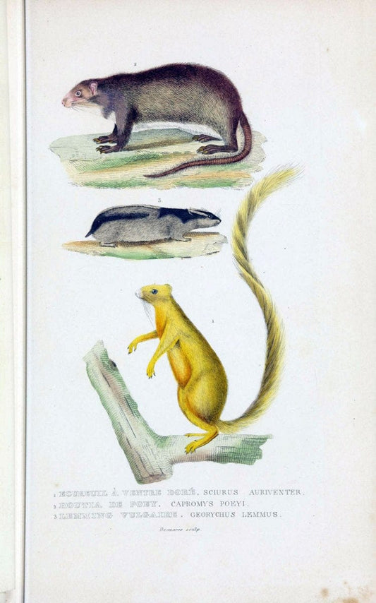 Dictionnaire classique des sciences naturelles :.Brussels :Meline, Cans et Ce.,1853.. |  | Vintage Print Reproduction 469336