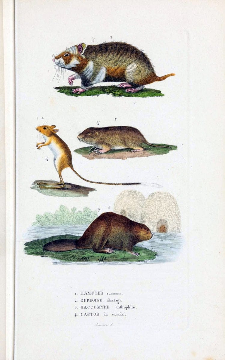 Dictionnaire classique des sciences naturelles :.Brussels :Meline, Cans et Ce.,1853.. |  | Vintage Print Reproduction 469337