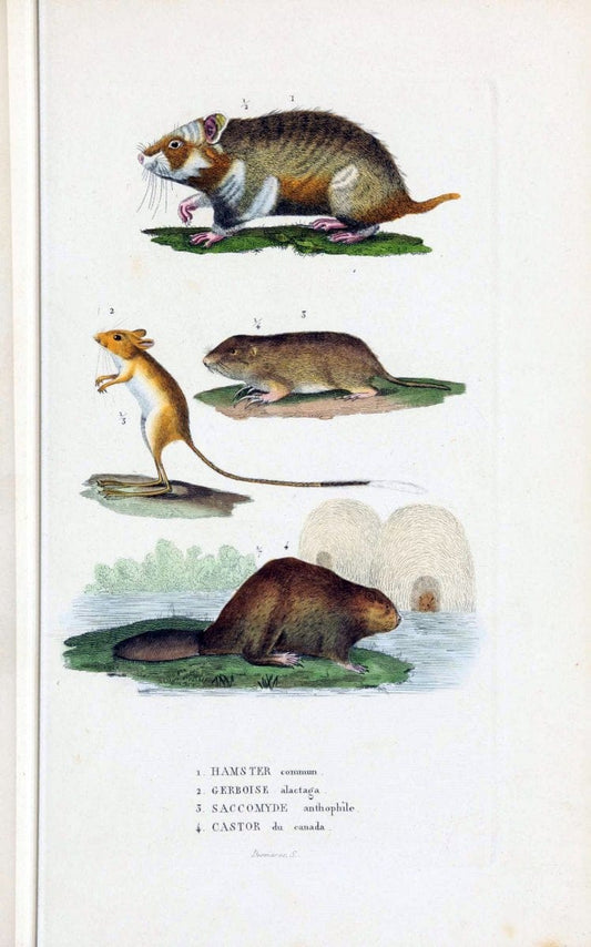 Dictionnaire classique des sciences naturelles :.Brussels :Meline, Cans et Ce.,1853.. |  | Vintage Print Reproduction 469337
