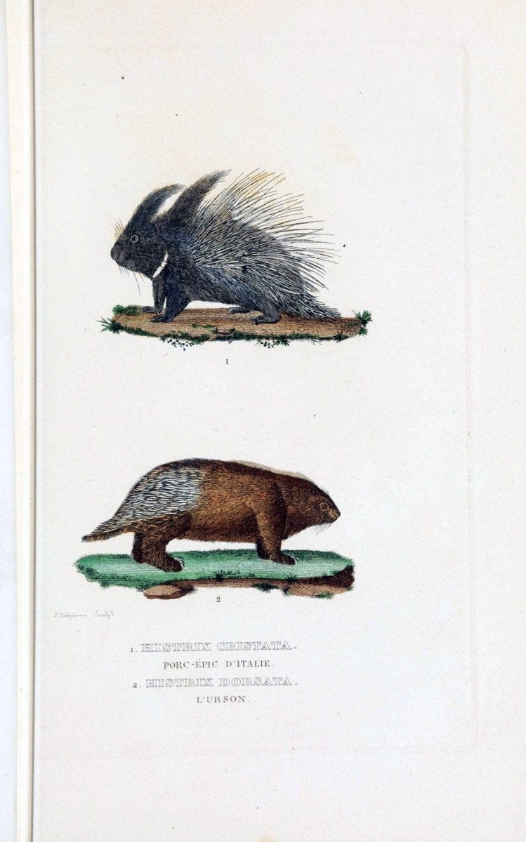 Dictionnaire classique des sciences naturelles :.Brussels :Meline, Cans et Ce.,1853.. |  | Vintage Print Reproduction 469338
