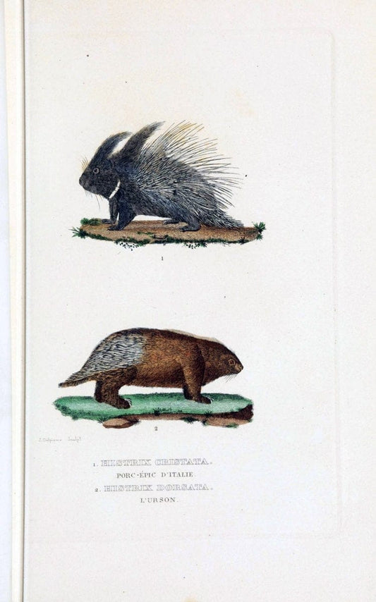 Dictionnaire classique des sciences naturelles :.Brussels :Meline, Cans et Ce.,1853.. |  | Vintage Print Reproduction 469338