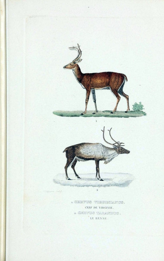 Dictionnaire classique des sciences naturelles :.Brussels :Meline, Cans et Ce.,1853.. |  | Vintage Print Reproduction 469342