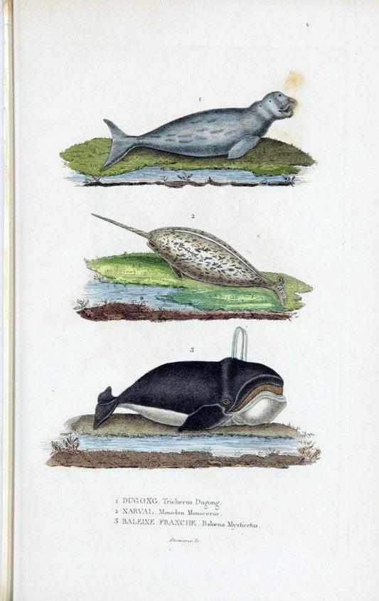 Dictionnaire classique des sciences naturelles :.Brussels :Meline, Cans et Ce.,1853.. |  | Vintage Print Reproduction 469344