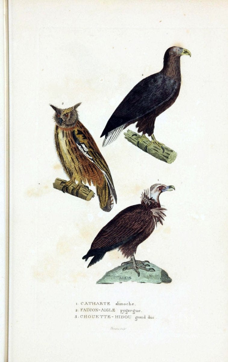 Dictionnaire classique des sciences naturelles :.Brussels :Meline, Cans et Ce.,1853.. |  | Vintage Print Reproduction 469345