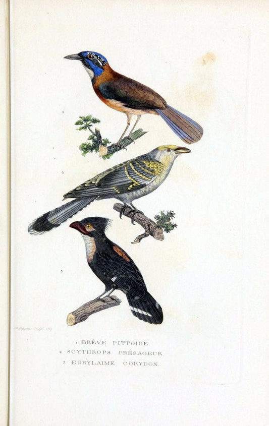 Dictionnaire classique des sciences naturelles :.Brussels :Meline, Cans et Ce.,1853.. |  | Vintage Print Reproduction 469346