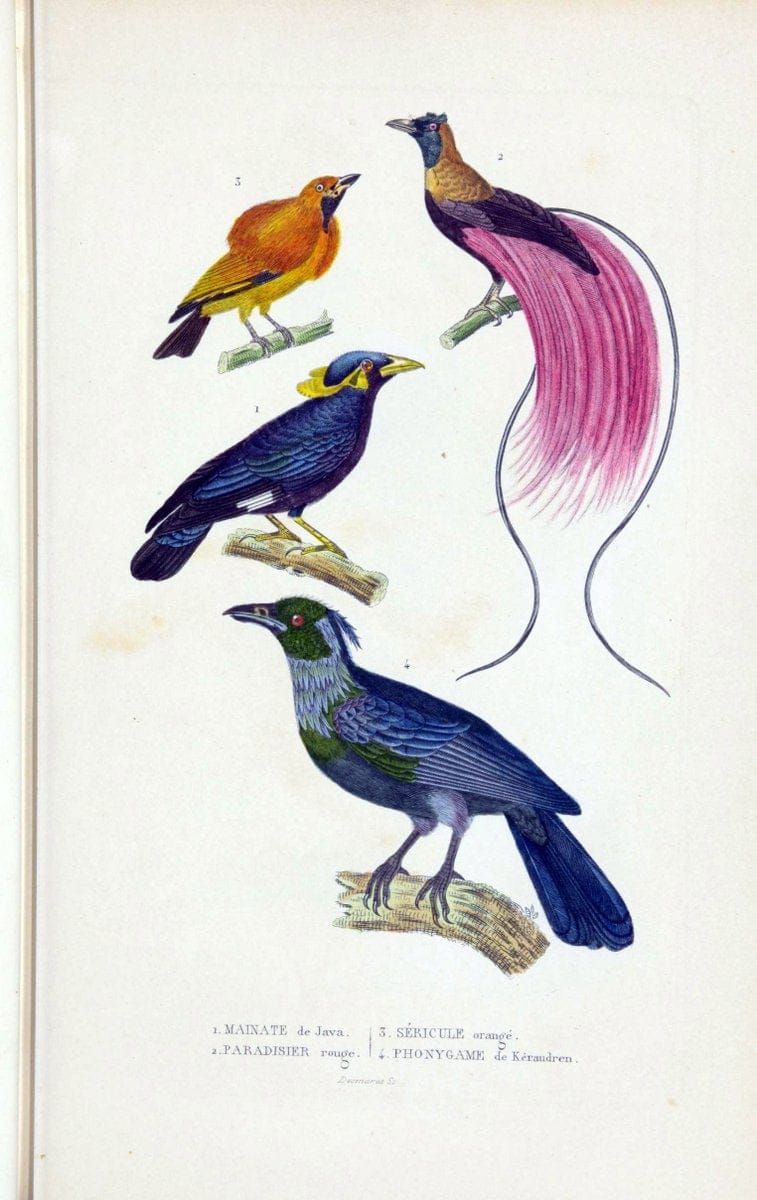 Dictionnaire classique des sciences naturelles :.Brussels :Meline, Cans et Ce.,1853.. |  | Vintage Print Reproduction 469347
