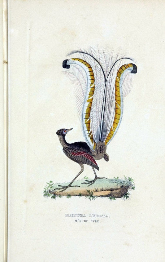 Dictionnaire classique des sciences naturelles :.Brussels :Meline, Cans et Ce.,1853.. |  | Vintage Print Reproduction 469348