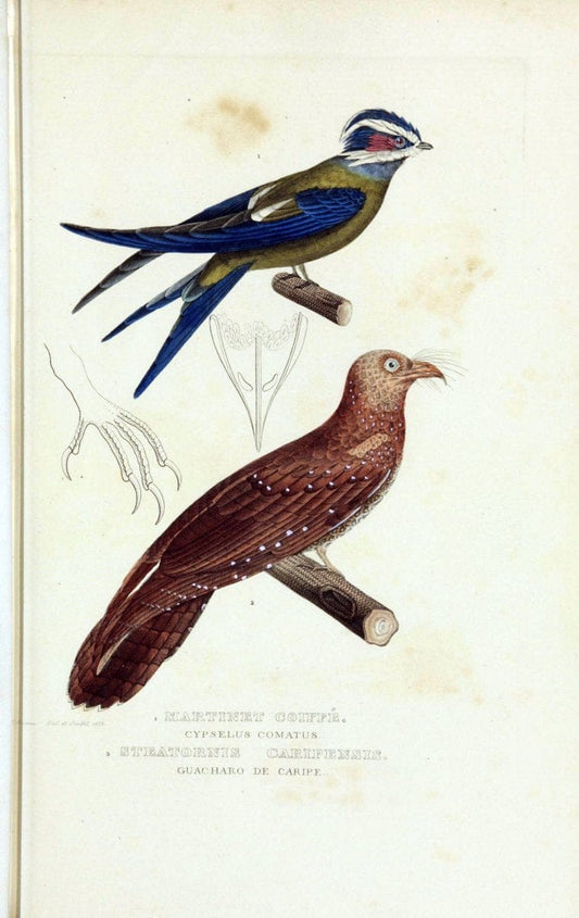 Dictionnaire classique des sciences naturelles :.Brussels :Meline, Cans et Ce.,1853.. |  | Vintage Print Reproduction 469349