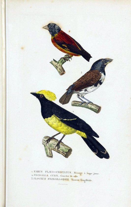 Dictionnaire classique des sciences naturelles :.Brussels :Meline, Cans et Ce.,1853.. |  | Vintage Print Reproduction 469350
