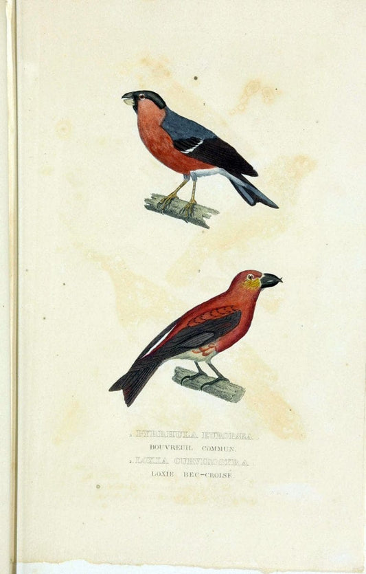 Dictionnaire classique des sciences naturelles :.Brussels :Meline, Cans et Ce.,1853.. |  | Vintage Print Reproduction 469351