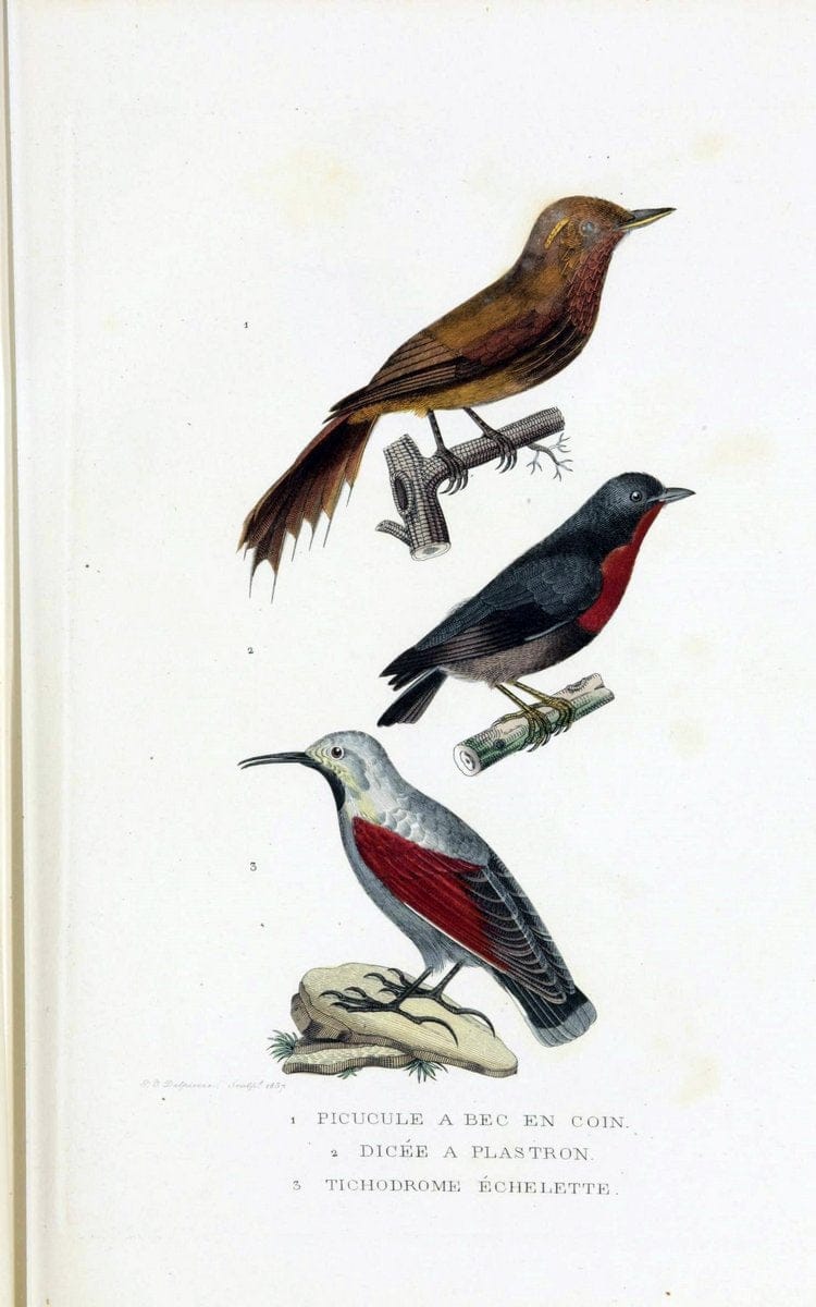 Dictionnaire classique des sciences naturelles :.Brussels :Meline, Cans et Ce.,1853.. |  | Vintage Print Reproduction 469352