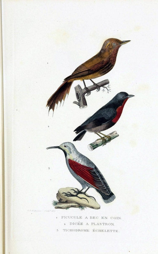 Dictionnaire classique des sciences naturelles :.Brussels :Meline, Cans et Ce.,1853.. |  | Vintage Print Reproduction 469352