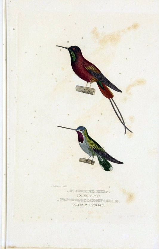 Dictionnaire classique des sciences naturelles :.Brussels :Meline, Cans et Ce.,1853.. |  | Vintage Print Reproduction 469353